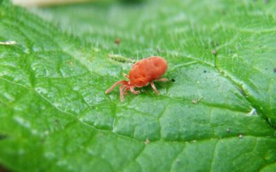 Gardening Tips – Mr. Burger, I See Little Red Spiders On My Plants. Are they Harmful?