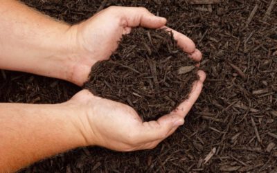 Ask Mr. Burger – Can coffee grounds be used in my garden and lawn?