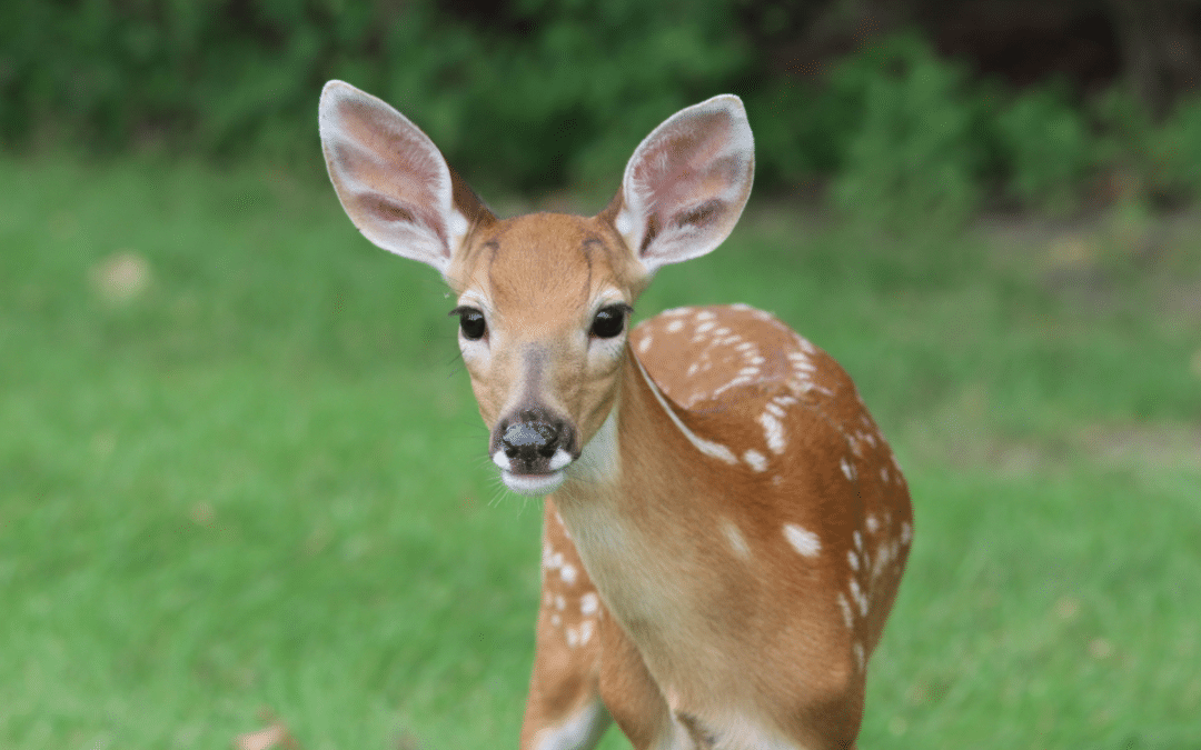 Ask Mr Burger – The deer in my neighborhood seem to be eating everything in sight.  What can I plant that the deer won’t eat and how can I keep them out of my garden?