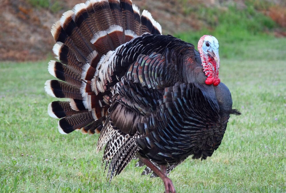Why do we eat turkey at Thanksgiving?