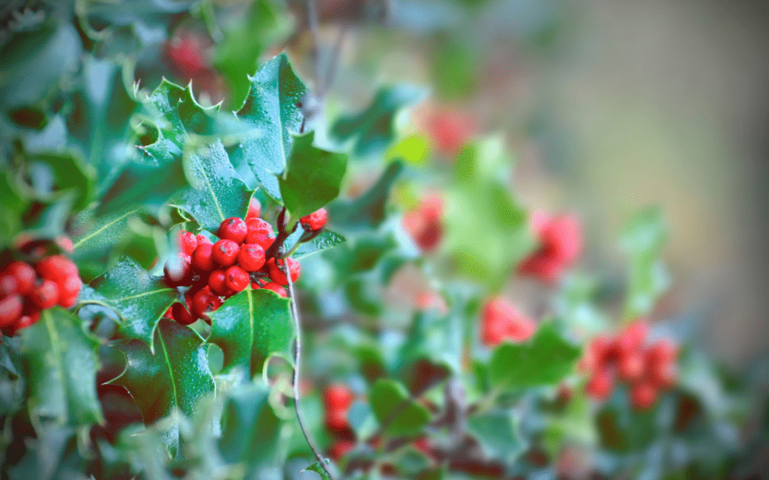 Why do we decorate with holly at Christmas?