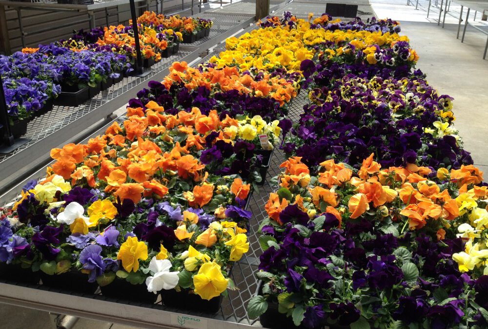Pansies are here!