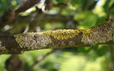 Is Lichen On Trees Harmful?