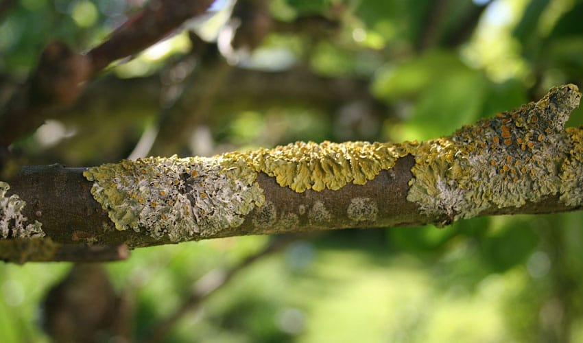 Is Lichen On Trees Harmful?