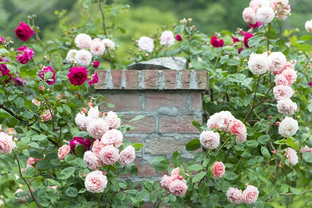 Three Tips for a Beautiful Rose Garden
