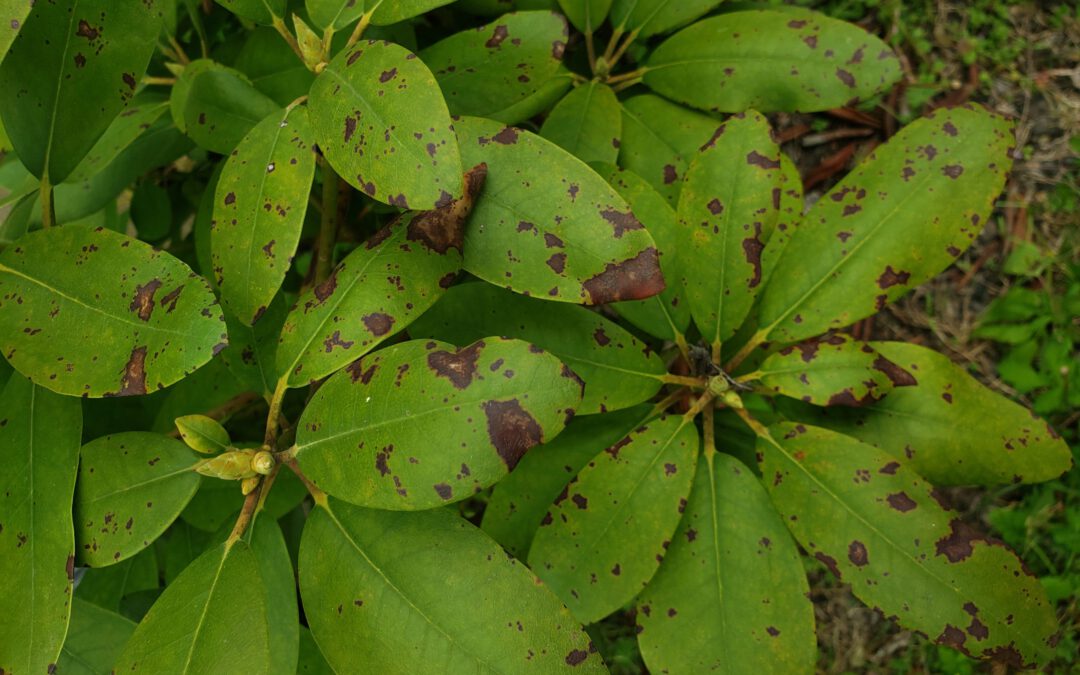 Problems with your Rhododendrons?