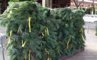 Tree sales have been brisk – good supply of wreaths, greens and pine roping
