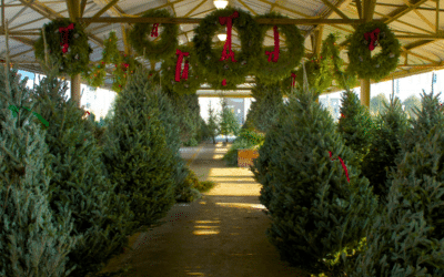 Tips on how to buy a Christmas tree that’s just right and what to do with it when you get home