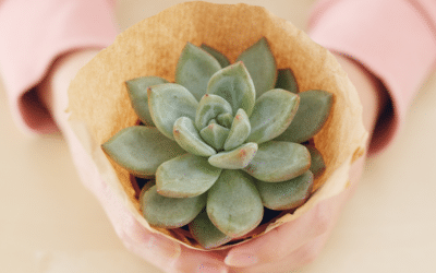 Air Plants and Succulents – an easy way to bring some green into the office or home