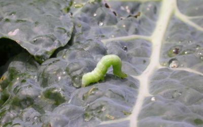 Cabbage Worms & Loopers- what to watch for