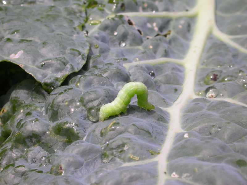 Cabbage Worms & Loopers- what to watch for