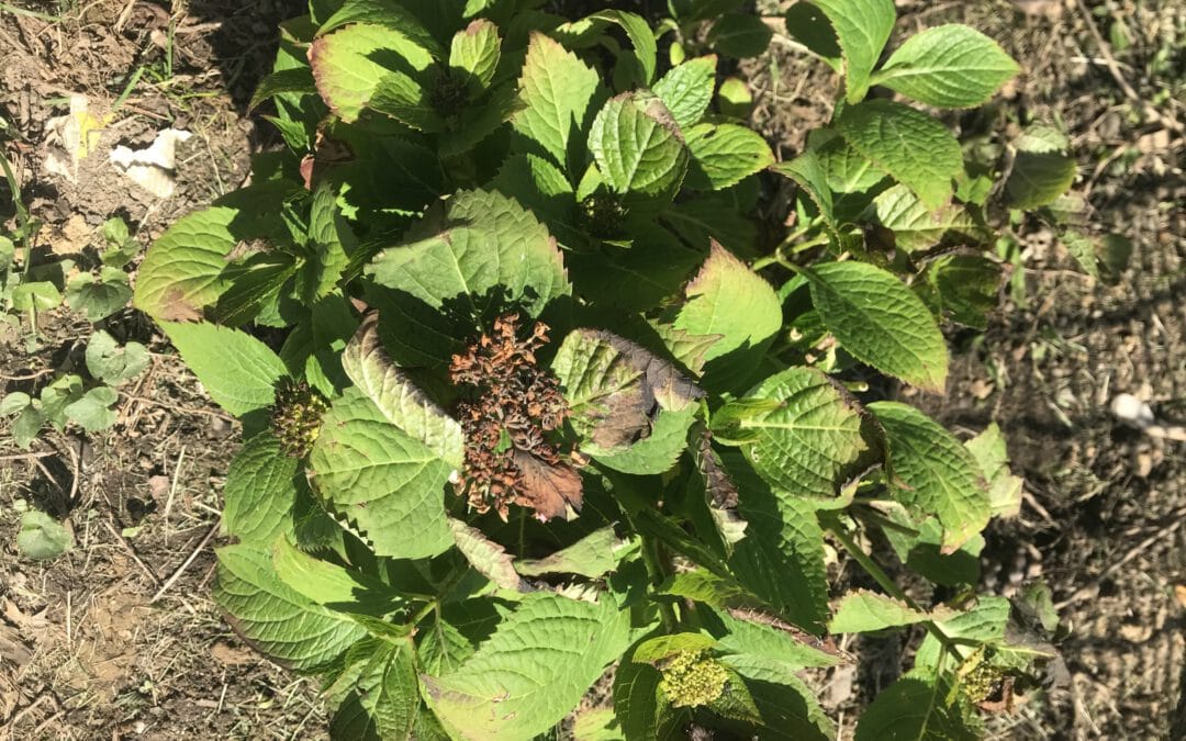What to do with late season frost damage