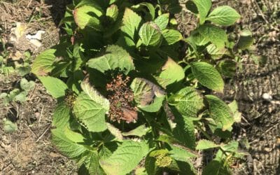 What to do with late season frost damage