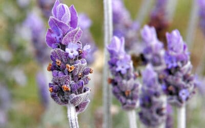 National Garden Bureau’s 2020 Perennial of the Year – Lavender