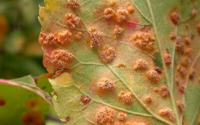 Cedar Apple Rust- what is it, how to treat it