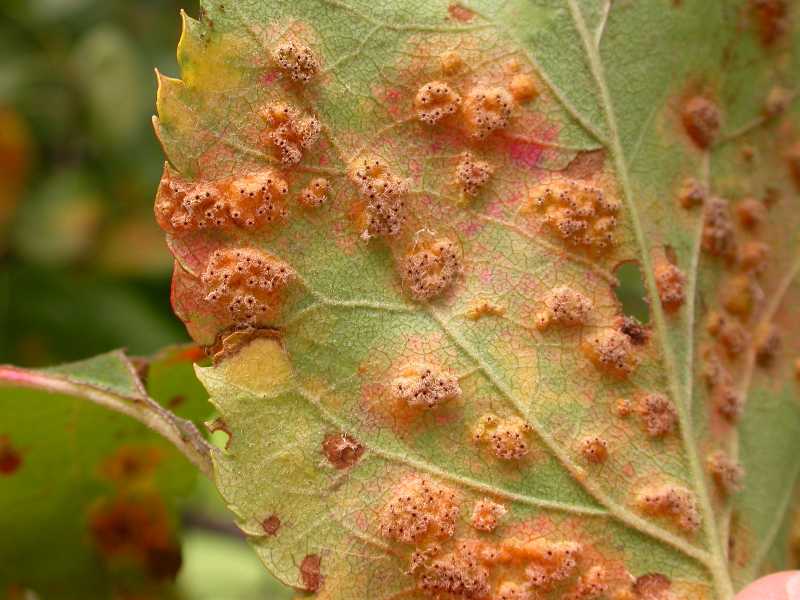 Cedar Apple Rust- what is it, how to treat it