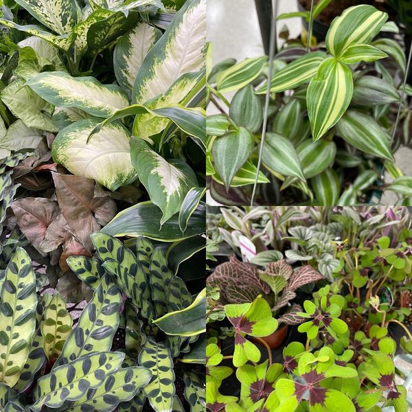 Get your green on!  Visit our greenhouse this winter and check out our new house plant arrivals.  We’re open 9am to 5pm during the week and 10am to 5pm on the weekends