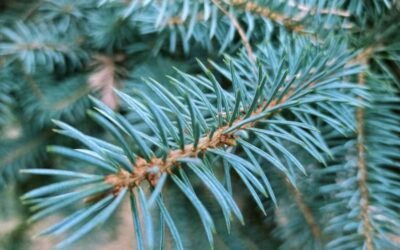 Ask Mr Burger – My Colorado Blue Spruce tree is all brown in the middleand losing its needles; what is the problem?