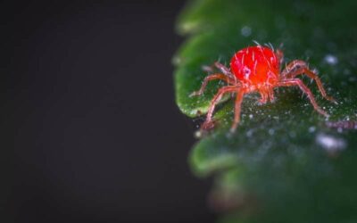 Ask Mr. Burger – I see little red spiders on our sidewalk; what are they and how do I get rid of them?