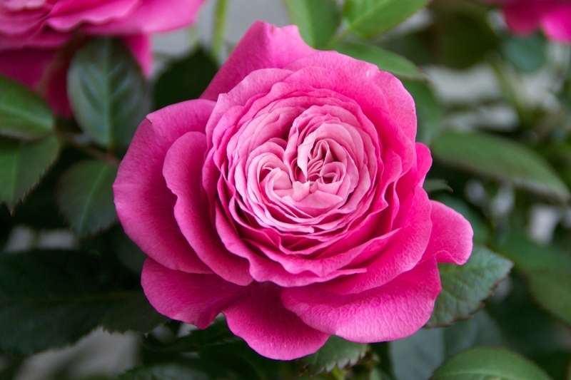 What Is Rose Rosette Disease: Control Of Rose Rosette And Witches Broom In Rose