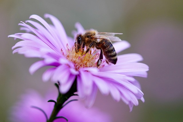 How do I Help Pollinators?