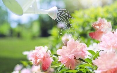 When Should I Water My Plants?