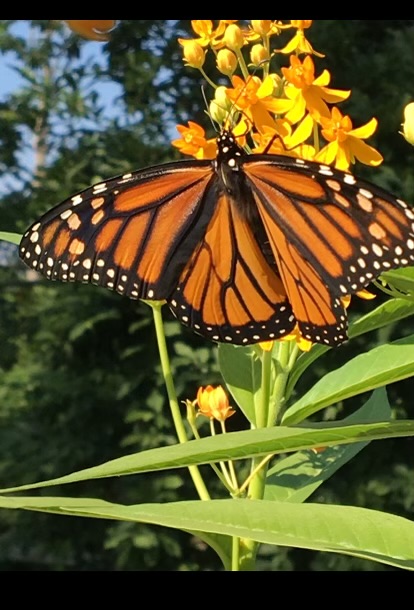 Top Milkweed Selections for Supporting Monarch Butterflies